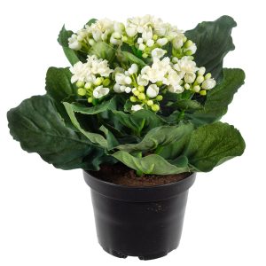 Kalanchoe Vit